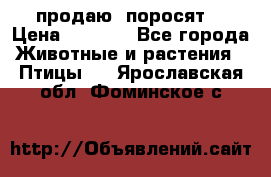 продаю  поросят  › Цена ­ 1 000 - Все города Животные и растения » Птицы   . Ярославская обл.,Фоминское с.